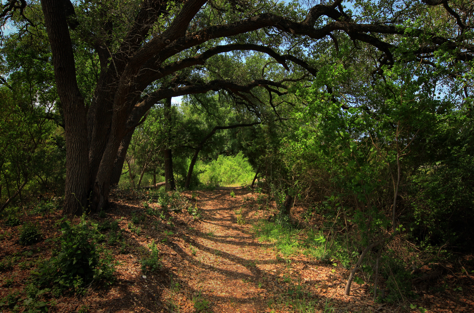 wolf ranch trails