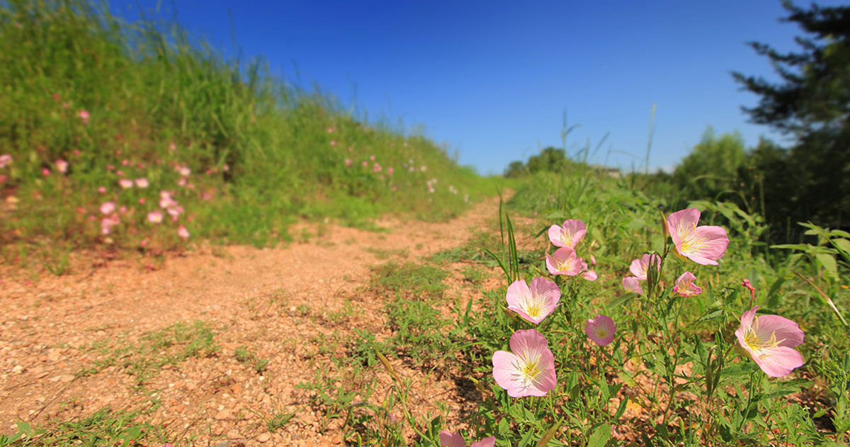 13-Trail-Flowers-1