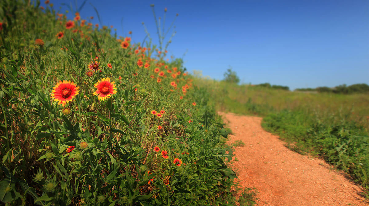16-Trail-Flowers-2
